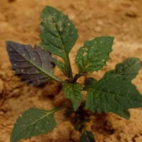 thumbnail for publication: Emergency Exemption Pesticide Registrations